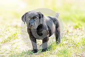 Black labrador on green grass. Portrait of a dog one month old labrador retriever puppy