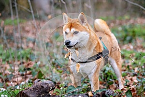Portrait of a dog. One red Shiba Inu standing on meadow