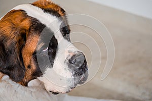 Portrait of a dog. One Saint Bernard dog. St. Bernard. Alpine Spaniel