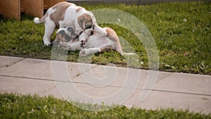 Portrait of a dog. One Saint Bernard puppy walking on meadow. St. Bernard. Alpine Spaniel