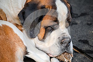 Portrait of a dog. One sleeping Saint Bernard dog. St. Bernard. Alpine Spaniel