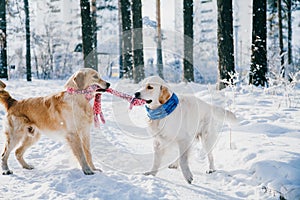 Portrait of a dog outdoors in winter. two young golden retriever playing in the snow in the park. Tug toys