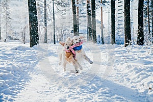 Portrait of a dog outdoors in winter. two young golden retriever playing in the snow in the park. Tug toys