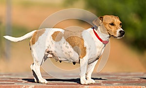 Portrait of a dog on a pavement in a park