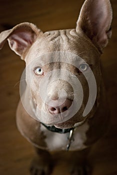 Portrait of Dog, Pit Bull Terrier, with Perked Up Ears