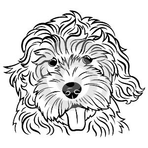 Portrait of a dog. Portrait of the breed golden doodle. Black white illustration of a fluffy dog. Print for clothes