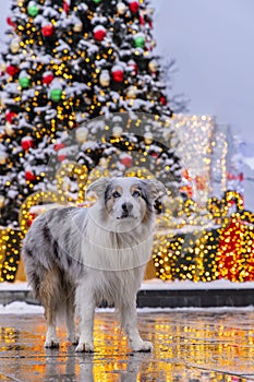 Portrait of dog posing in front of Christmas background with Christmas tree near shopping mall