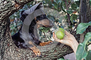 Portrait of a dog puppy in a cap, breed dachshund black tan, in a vegetable garden looks at a hand with pears