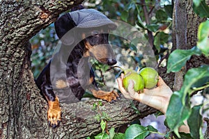 Portrait of a dog puppy in a cap, breed dachshund black tan, in a vegetable garden looks at a hand with pears. Harvesting