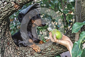Portrait of a dog puppy in a cap, breed dachshund black tan, in a vegetable garden looks at a hand with pears. Harvesting