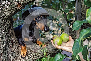 Portrait of a dog puppy in a cap, breed dachshund black tan, in a vegetable garden looks at a hand with pears. Harvesting