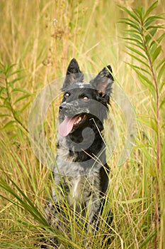 Portrait of dog puppy mudi.