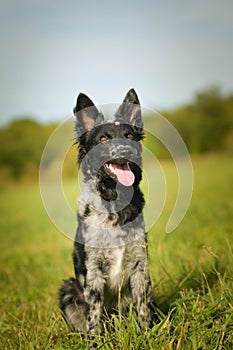 Portrait of dog puppy mudi.