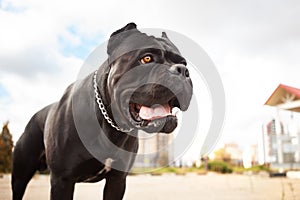 Portrait of a dog, purebred purebred canne corso black.