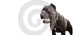 Portrait of a dog, purebred purebred canne corso black.