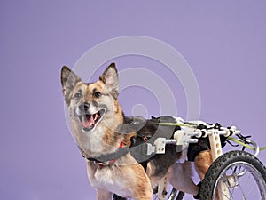 portrait of dog on on a purple background Mix of breeds in a wheelchair.