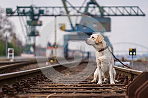 Portrait of a dog on railroad tracks