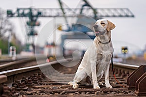 Portrait of a dog on railroad tracks