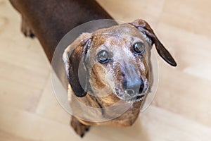 Portrait of a dog, red dachshund,