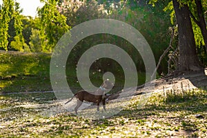 Portrait of a dog in a river photo