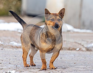 Portrait of a dog on the road in winter