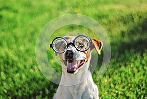 Portrait of dog in round reading glasses. Funny dog face on green grass