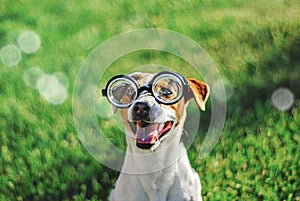 Portrait of dog in round reading glasses. Funny dog face on green grass background