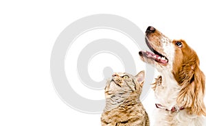 Portrait of a dog Russian Spaniel and cat Scottish Straight