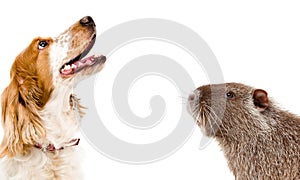 Portrait of dog Russian Spaniel and funny nutria