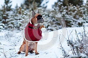 Portrait of dog in Santa costume against background of Christmas trees.