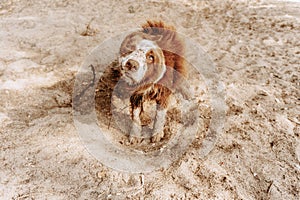 Portrait dog shaking off water and sand after a bath