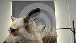 Portrait of dog sheepdog with piercing on ears in grooming salon.