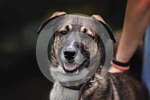 Portrait of a dog from the shelter. Close-up