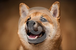 Portrait of a dog Shiba Inu, front view.