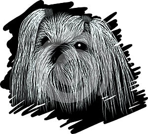 Portrait dog SHIH TZU sketch