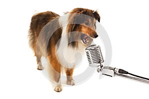 Portrait of dog singing on vintage microphone