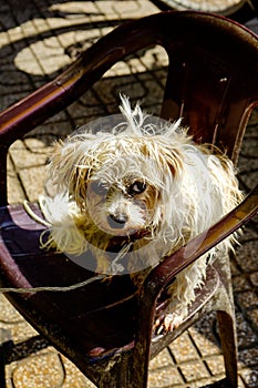 Portrait of a dog sit on the chair