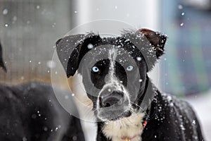 Portrait of a dog in snow flakes. Black and white metise with blue-colored eyes from the team of sled dogs.