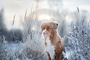 Portrait of a dog in the snow.Winter mood. Nova Scotia Duck Tolling Retriever, Toller