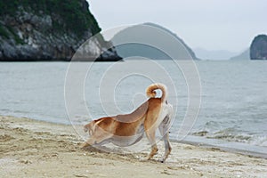 Portrait of a dog that stretch lazily on the beach