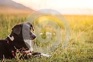 Portrait of a dog at sunset in the field. Black and white dog lies in the meadow