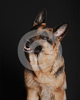 Portrait of dog, thoroughbred German shepherd