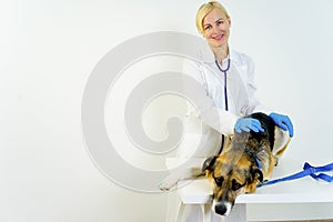 Dog at a vet