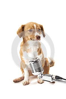 Portrait of dog with vintage microphone