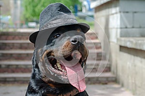 Portrait of a dog wearing a hat with narrow brim outside.