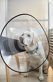 Portrait of Dog Wearing Protective Collar at Vet Clinic