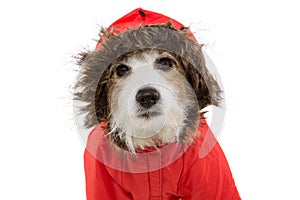 Portrait dog wearing a red fluffy warm coat or anorak for autumn or winter. Cold temperatures concept