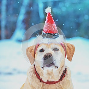 Portrait of a dog wearing Santa hat