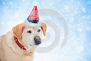 Portrait of a dog wearing Santa hat