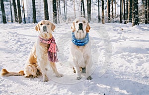 Portrait of a dog wearing scarf outdoors in winter. two young golden retriever playing in the snow in the park